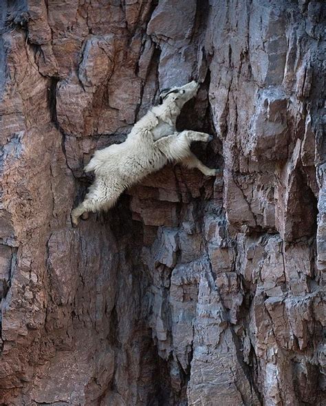 Spider goat, spider goat Photo by @joelsartore | caption by @peter_on_the_beach | Funny animals ...