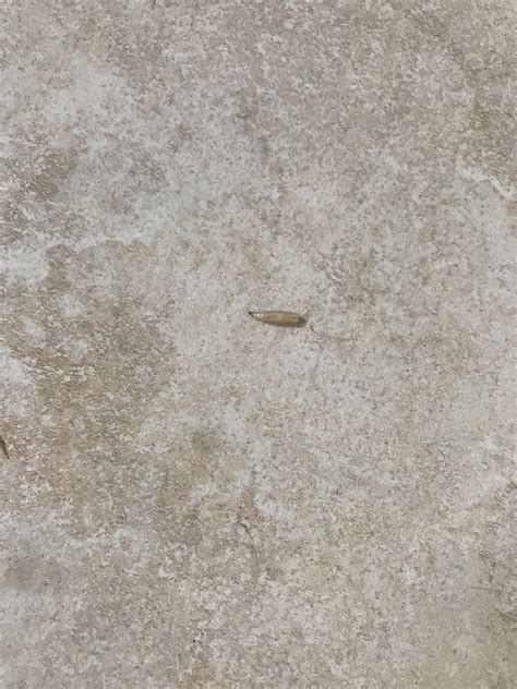 Is this fly larvae? : r/whatsthisbug