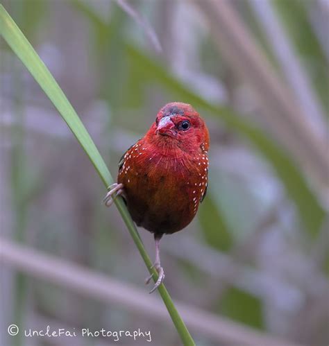 Strawberry Finch | Strawberry, Finch, Bird