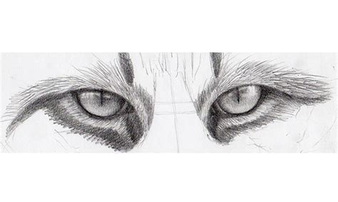 How to Draw Cat Eyes That Look Real | Craftsy