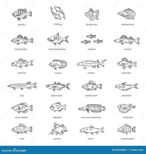 Freshwater Fish Set. Types Of Edible Fish Royalty-Free Illustration | CartoonDealer.com #253558821