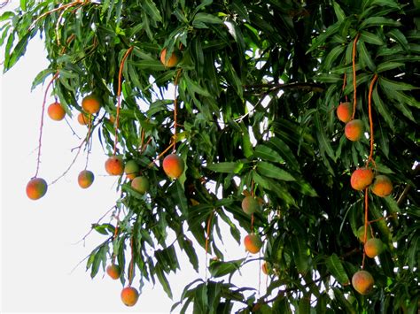 Free photo: Mango Tree - Food, Green, Health - Free Download - Jooinn