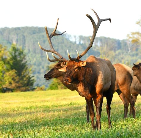 Tennessee Elk Dr. David Sloas Wildlife Photography TN Elk | Tennessee Elk Royal Blue Sundquist ...