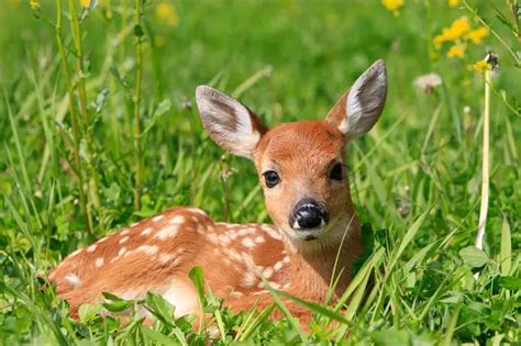 What is a Baby Deer Called? [Names of Baby Deer] - World Deer