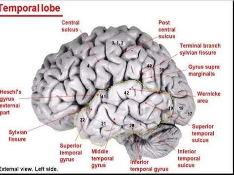 Sulcus Anatomy - Anatomical Charts & Posters