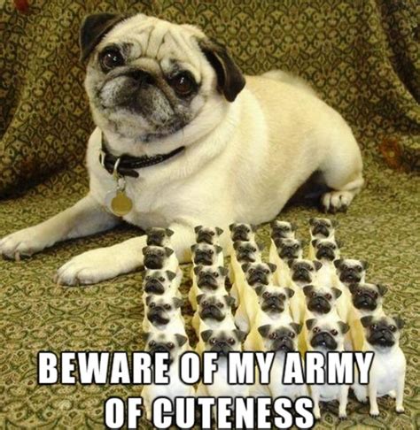 101 Lovable Pug Memes That Are Too Puggin' Cute