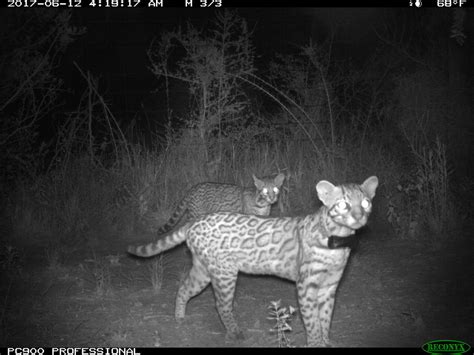 Ocelots and Bobcats - Lewison Lab at SDSU