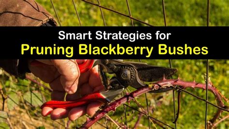 Trimming Your Blackberries - Smart Guide to Blackberry Bush Pruning