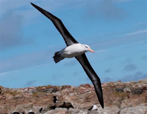 Black-browed Albatross - Falklands Conservation