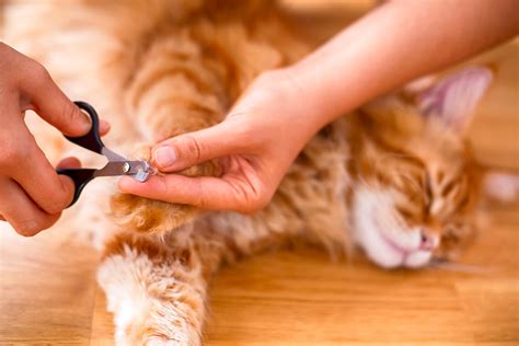 Kitty Claw Control: How and When to Cut Your Cat’s Nails - All About Cats