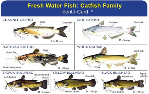 Goldfish, Bullheads, Catfish, etc. - U.S.A. - North & East Regions - OzarkAnglers.Com Forum