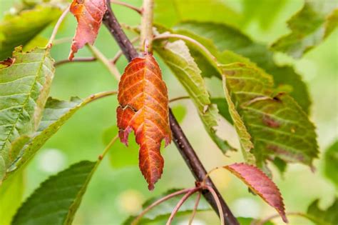 Plum Tree Diseases, Pests, and Other Problems - Garden.eco