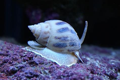 Nassarius Snail