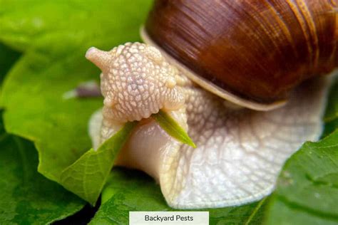 13 Things Snails Eat In Your Yard - Backyard Pests