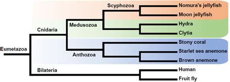 On Biology The giant jellyfish genome and the evolution of hunting