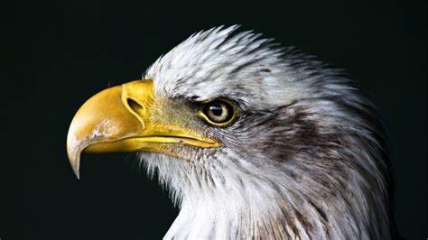 Bald Eagle Beak Wallpaper - Animals HD Wallpapers - HDwallpapers.net