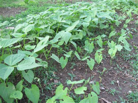 Kentucky Fried Garden: Growing Bush Beans