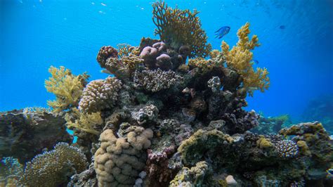 Red Sea Coral Reefs Keep Thriving Despite Global Warming - The New York Times