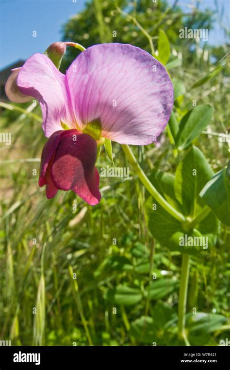 Pisum sativum flower hi-res stock photography and images - Alamy