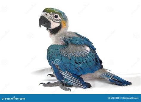 Young baby macaw stock photo. Image of white, weeks, animal - 5702880