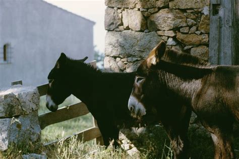 What Is the Difference Between Mules and Donkeys? | Animals - mom.me