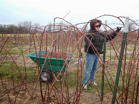 Brenda's Berries & Orchards: Pruning Blackberries & Removing Winter ...