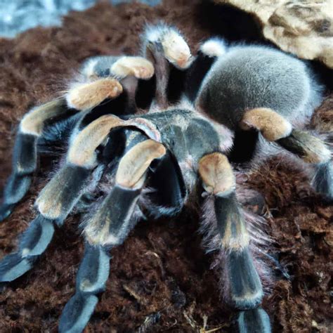 What Happens If You Disturb a Molting Tarantula: A Guide to Avoiding Disaster – Cool Pets Advice