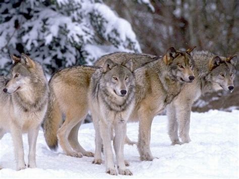 Wolf Pack Hierarchy - Facts about the Wolf Social Structure