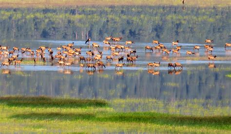 RMEF Injects $6M Into Wyoming Elk Habitat Research | 1911Forum