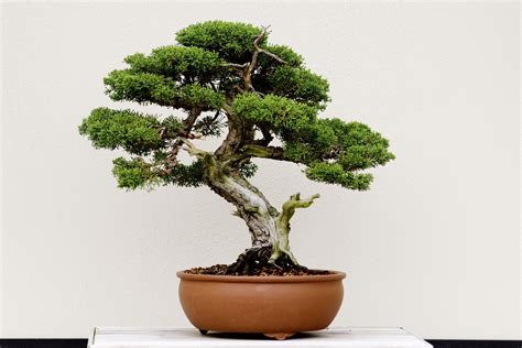 How to Grow and Care for Juniper Bonsai