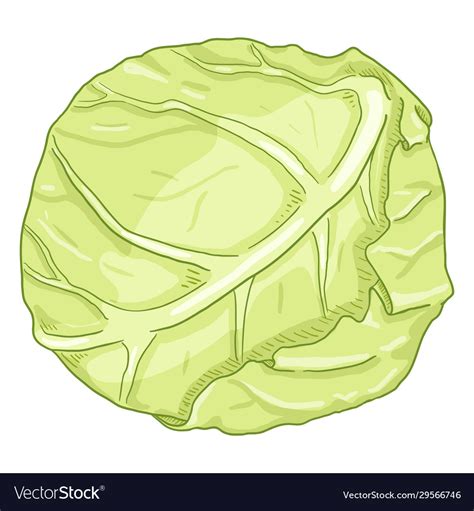 Cartoon white cabbage Royalty Free Vector Image