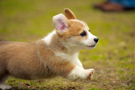 Corgi Puppies | Corgi Puppy Breed Facts & How To Get a Puppy