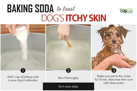 Top 10 Homeopathic Remedies and Buying Guide to Soothe Your Dog's Itchy Skin! - Furry Folly