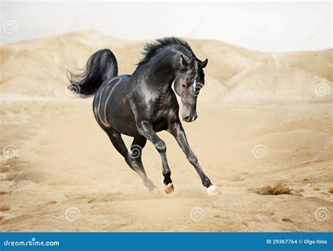 Purebred White Arabian Horse In Desert Stock Images - Image: 29367764