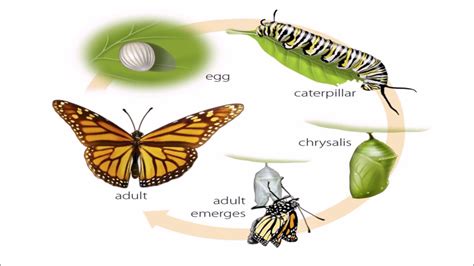 Metamorphosis Butterfly Life Cycle | Images and Photos finder