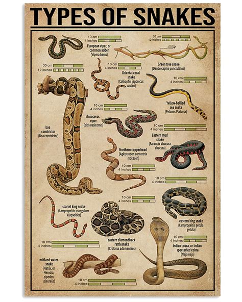 The Book Of Snakes: A Life-size Guide To Six Hundred Species From Around The World O'Shea, Mark ...