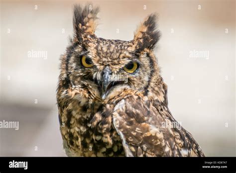 spotted eagle owl close up Stock Photo - Alamy