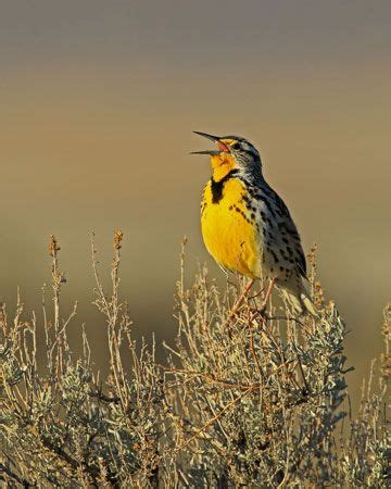 Meadowlark | Songbird, Grassland, North America | Britannica