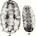 Category:Polyplacophora anatomy - Wikimedia Commons