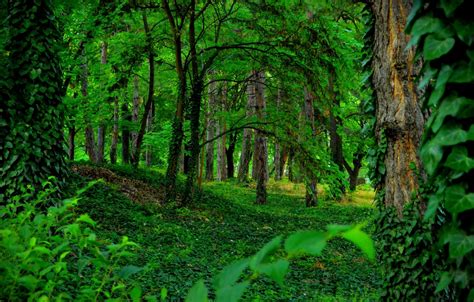 Wallpaper Greens, Trees, Forest, Green, Forest, Trees images for desktop, section природа - download