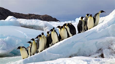 Fascinating facts about emperor penguins – Woods Hole Oceanographic Institution