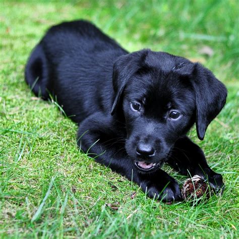 Cute Puppy Dogs: black labrador retriever puppies