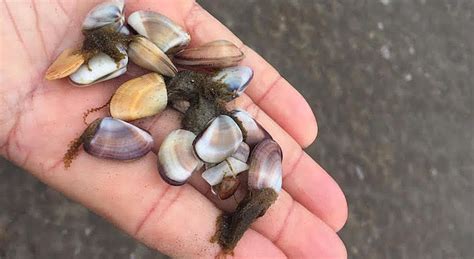 Baby clams ashore on Silver Strand cause excitement, discussion | San Diego Reader