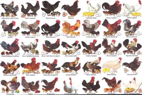 Chickens – Chart of Breeds – Survivalexicon