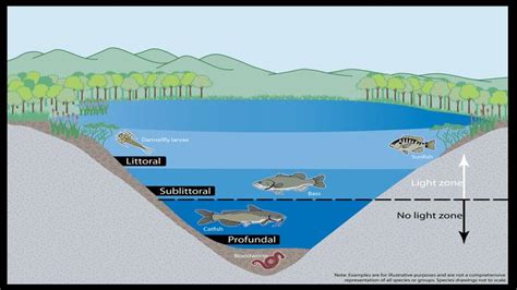 Freshwater Aquatic Ecosytem