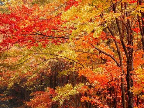 2021 Fall Foliage Peak Map: When Leaves Are Best In Connecticut | Ridgefield, CT Patch