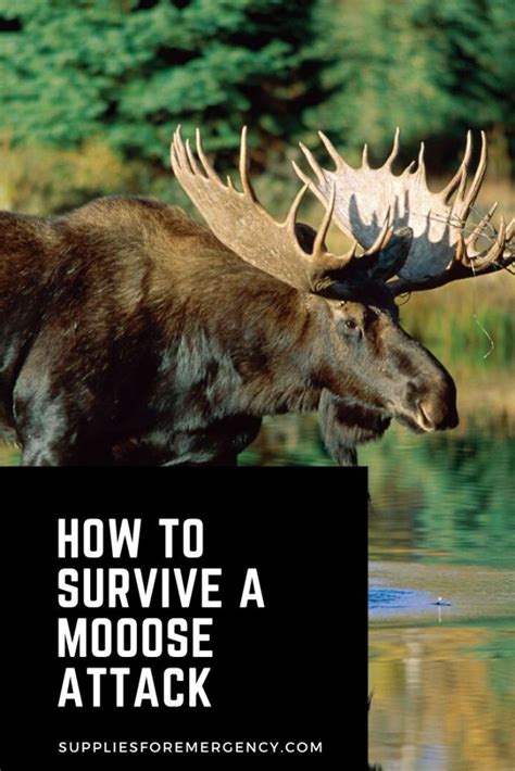 Moose Attack: How to Survive It | Tips for Avoiding Moose Attacks