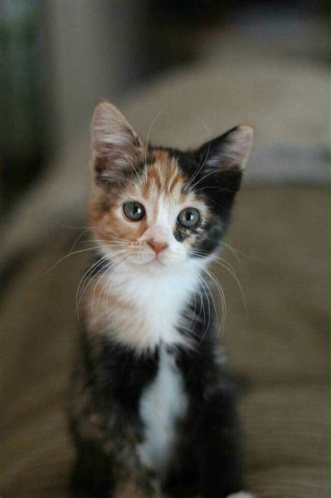 905 best calico cats & kittens images on Pinterest | Adorable kittens ...