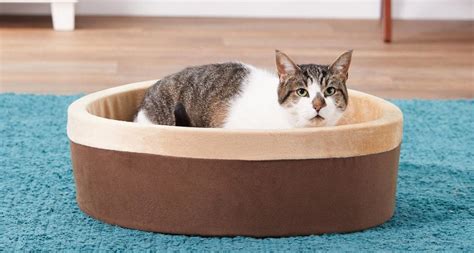 5 Orthopedic Pet Beds to Help Ease Arthritis In Cats | BeChewy