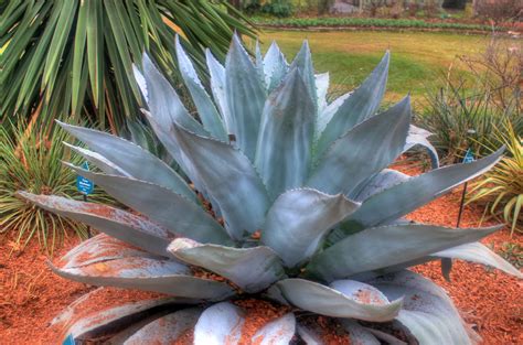 Blue Agave Nectar – NutraWiki